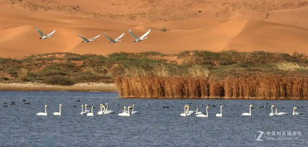 阿拉善通古淖尔天鹅湖