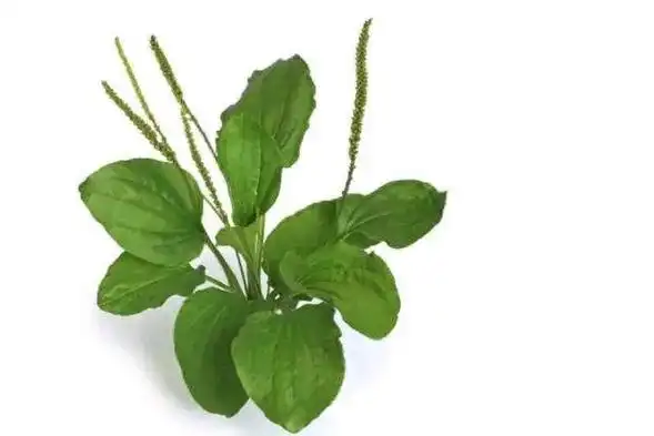 车前草:自然界的宝藏,五个问题的解决方案