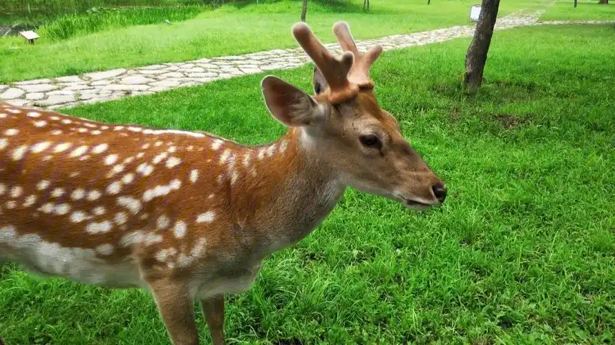 哈哈之前发朋友圈,朋友们以为我去日本奈良了,其实是避暑山庄的梅花鹿