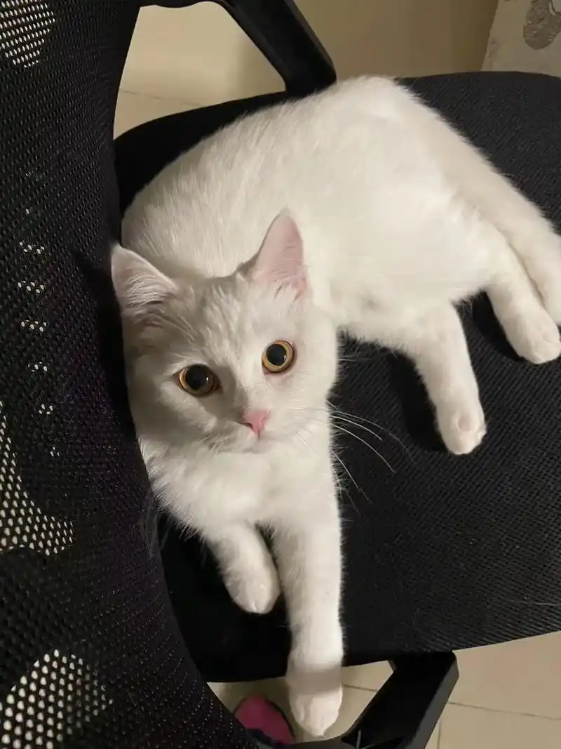 纯白英短    性格粘人,胆小,乖巧,偶尔 - 抖音