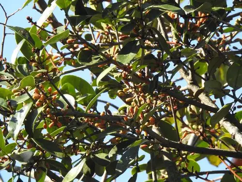 〈台湾特有种的大叶桑寄生〉中留言功能已关闭  172 views 柿树上形形