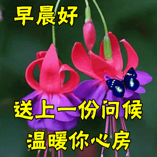 原创8张最漂亮的鲜花早安问候动画图片精选春天早上好问候祝福语图片