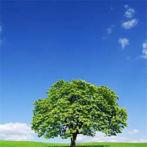 清新风景静物头像