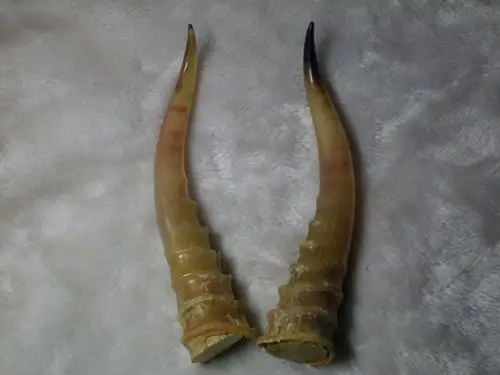 羚羊角的价格及图片欣赏