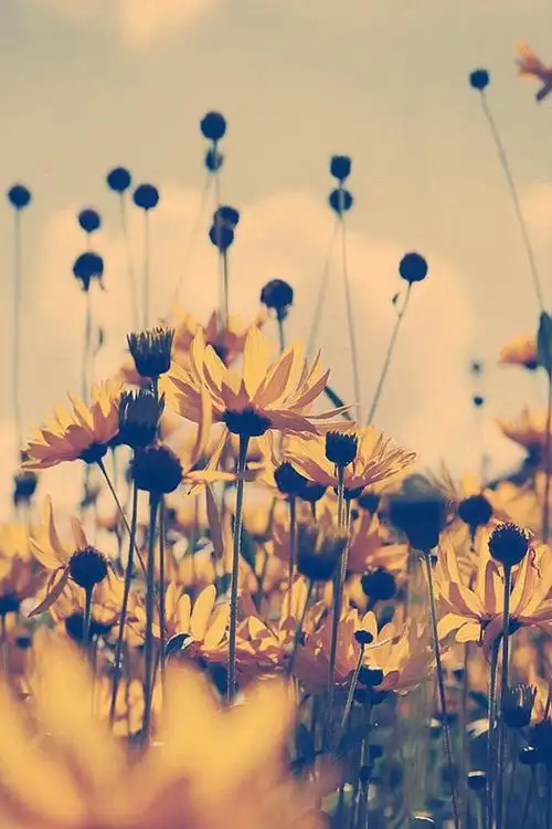 唯美植物向日葵