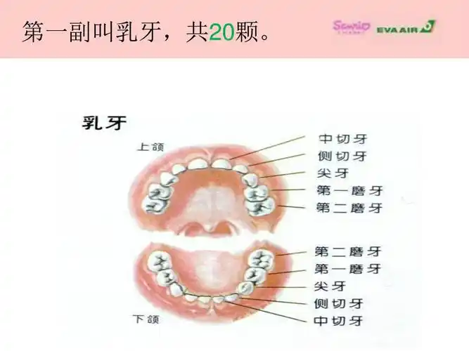 "爱护牙齿,从小做起"欧华国际幼儿园(碧景)分园爱牙日主题活动