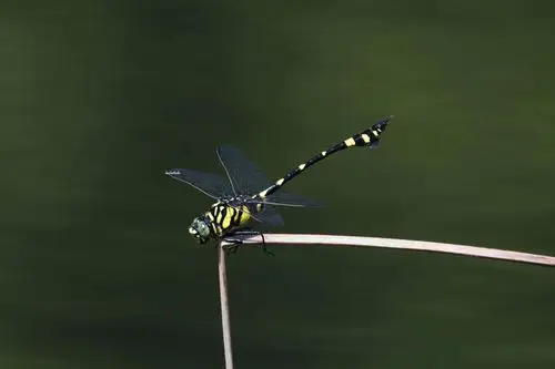 蜻蜓,在荷花丛里飞来飞去,眼睛有一粒绿豆大,很亮,近似圆形,碧绿色