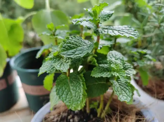 这个薄荷可以食用吗