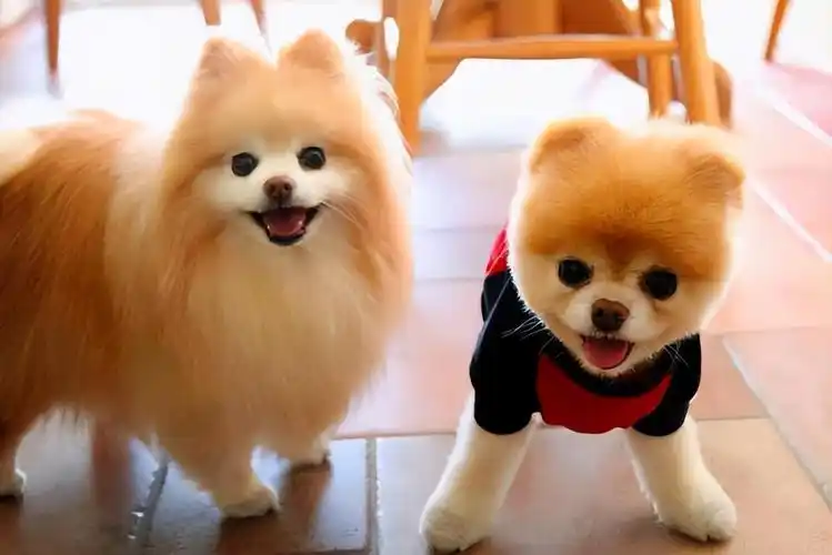 长相优势,可爱甜美小狗子