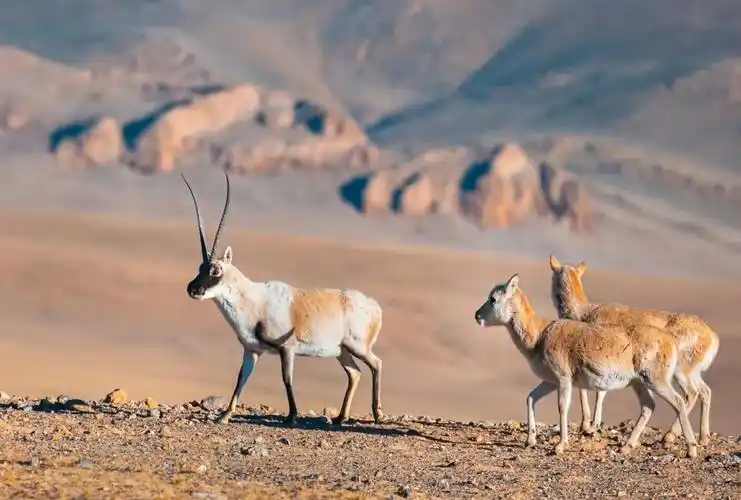 西藏农牧民是怎样通过搬迁改变命运——纪念西藏百万农奴解放65周年_