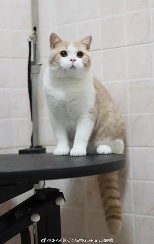 英短猫舍超话英短超话英国短毛猫超话乳白英短超话#喵星人##赛级英短