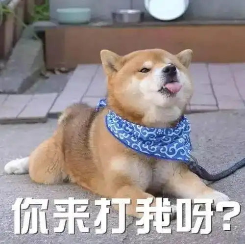 100张狗狗表情包卖萌撒泼