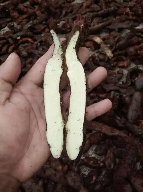 骨碎朴 野生骨碎补