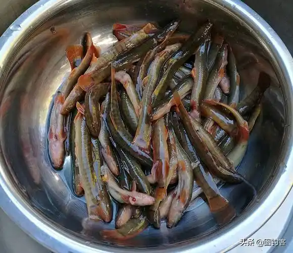 钢鳅- 尾巴红色,有2个品种,观赏性强,从6个方面可详细了解它_观赏鱼