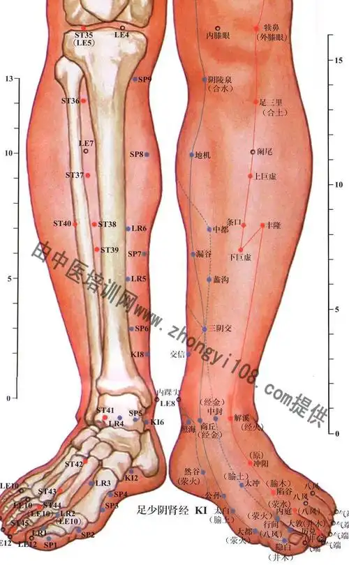 人体穴位原图-小腿正面