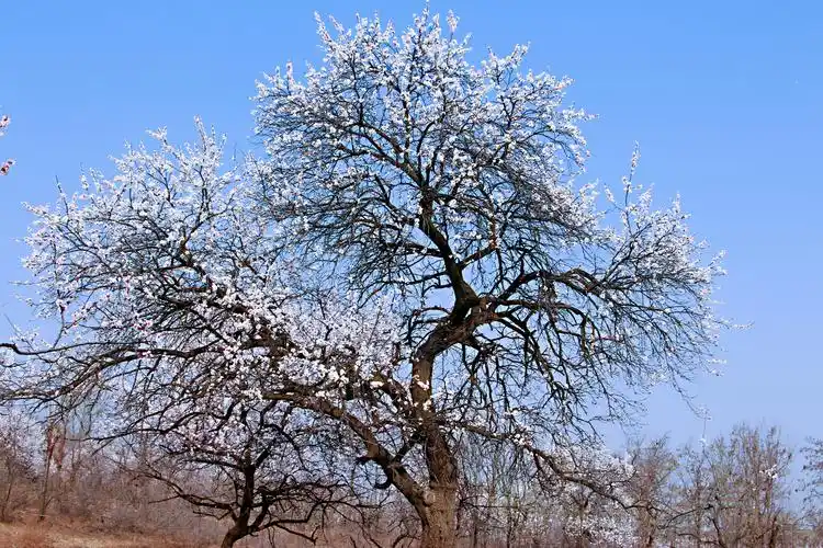 灵宝北沟:百年古杏林 满树杏花香