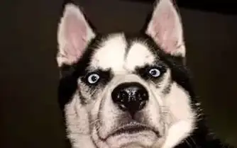 二哈跑到河边喝水,不慎失足,路人在旁边笑疯!二哈:优雅你懂吗