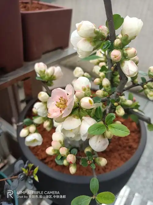 东洋锦陆续开放中