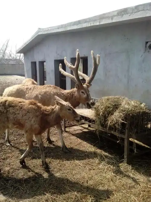 泰州动物园_泰州动物园介绍_泰州泰州动物园旅游攻略