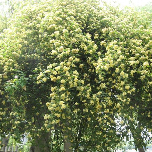 爬藤植物花苗四季庭院攀援七里香木香蔷薇月季花卉