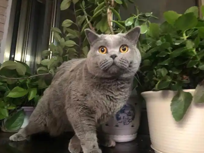 我家宠物好可爱  #英短蓝猫  #吸猫  #英短