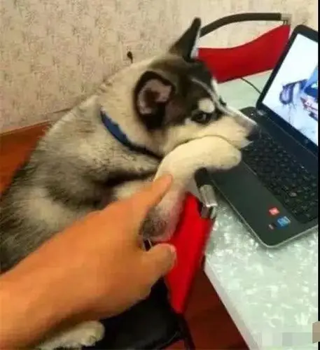 主人上厕所,哈士奇代玩游戏,网友:永远不知道你的队友是人是狗