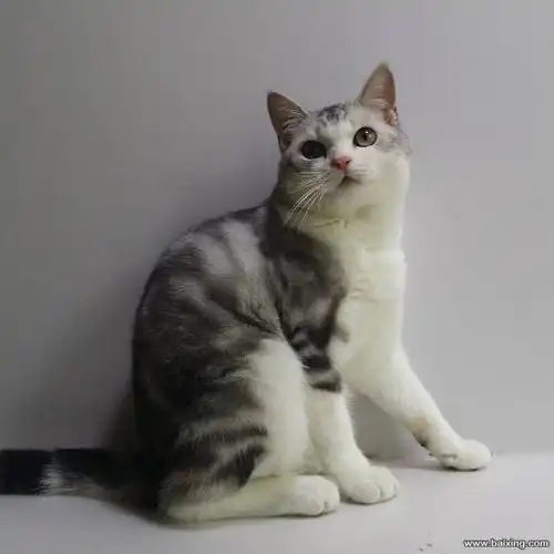 美短银虎斑加白起司猫