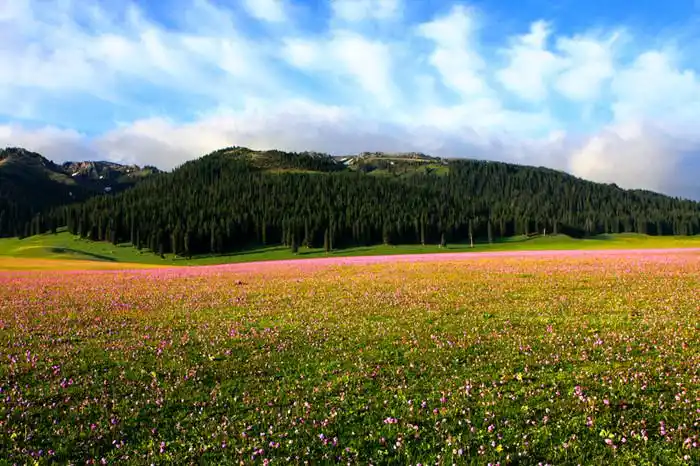 5,那曲高寒草原