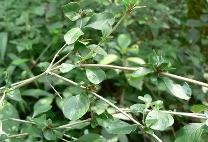 野生新鲜白马骨千年不大六月雪