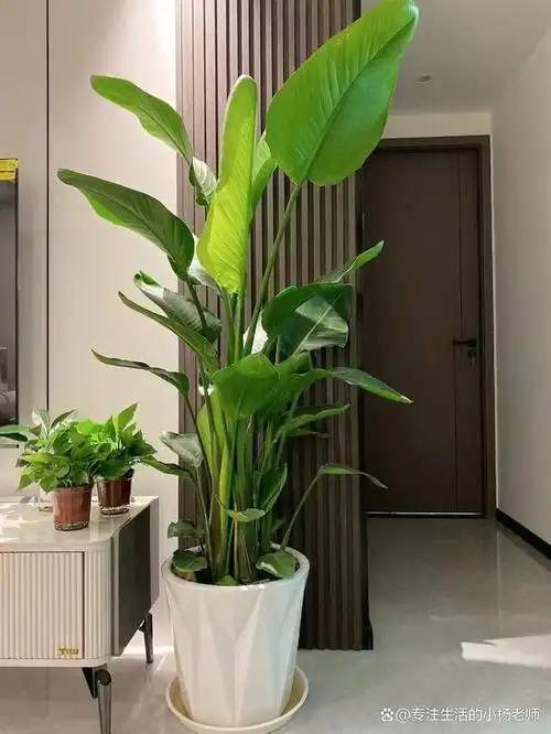 天堂鸟植物,又称为鹤望兰,是一种充满神秘与魅力的植物.