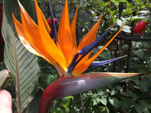 滨海大套万鸟天堂_天堂鸟花期_大套万鸟天堂