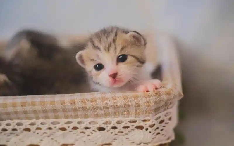 的小奶猫图片1680x1050分辨率下载,可爱的小奶猫图片,高清图片,壁纸