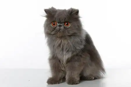 蓝色波斯猫照片