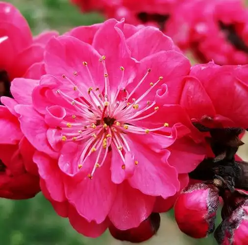 三生三世十里桃花