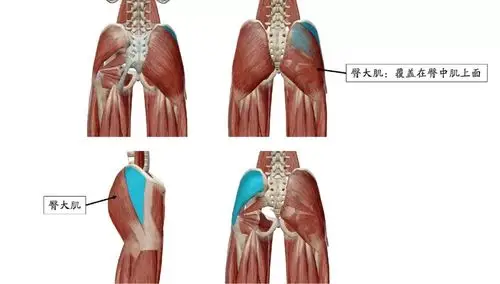 臀中肌(gluteus medius)臀部最大的肌肉,具有外展,伸展和外旋髋关节