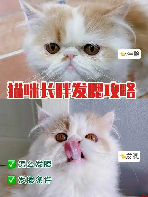 猫咪发腮攻略丨7分天注定3分靠打拼