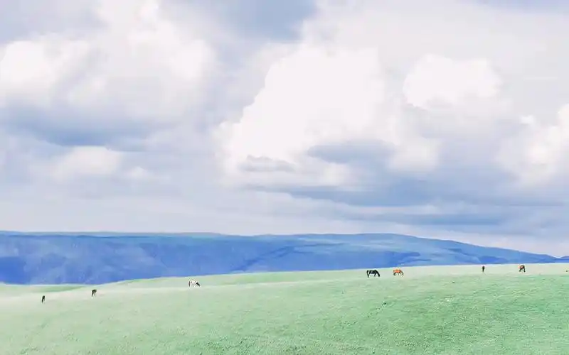 小清新草原简约唯美高清桌面壁纸高清大图预览1920x1200_植物壁纸下载