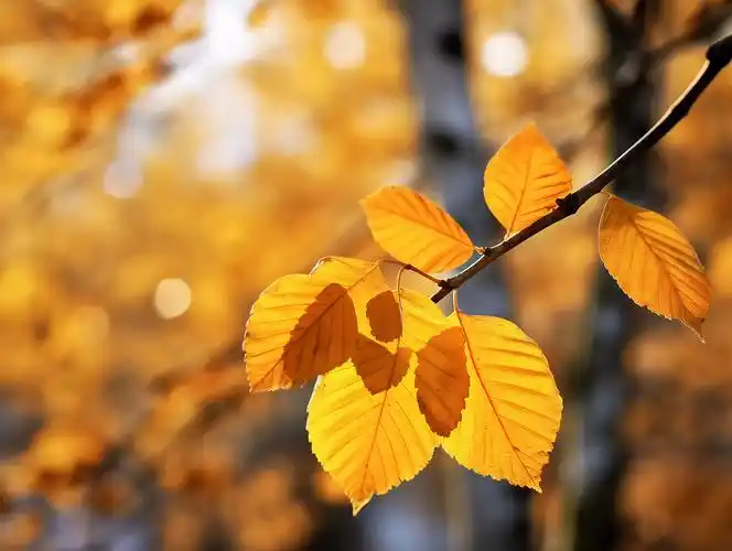 立秋秋天树枝上的树叶特写风景
