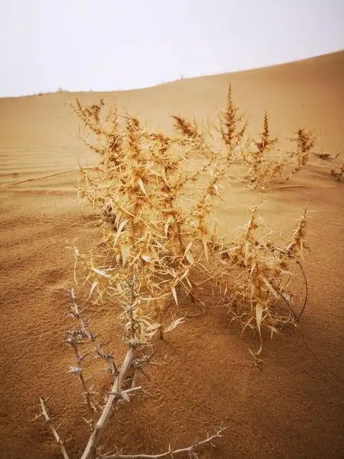 沙漠里的植物