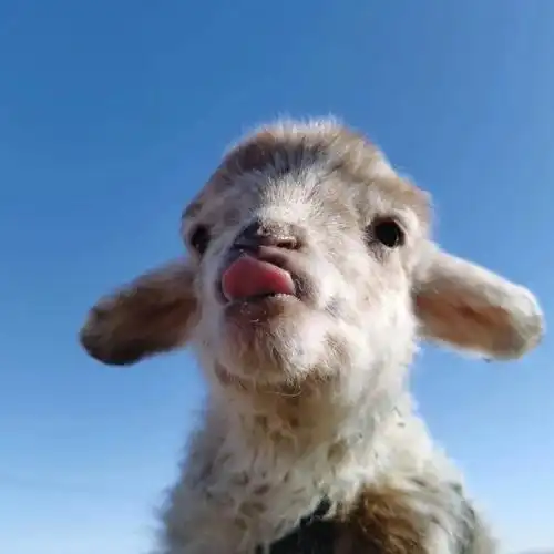 分享一波情侣头像宠物头像