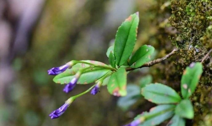 石吊兰别名黑乌骨,石豇豆,石泽兰,大姜豆,小泽兰,岩豇豆,岩茶,岩泽兰