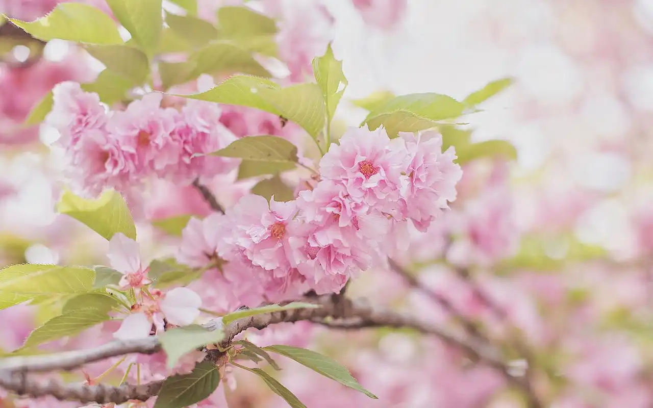 樱花唯美高清图片电脑桌面壁纸