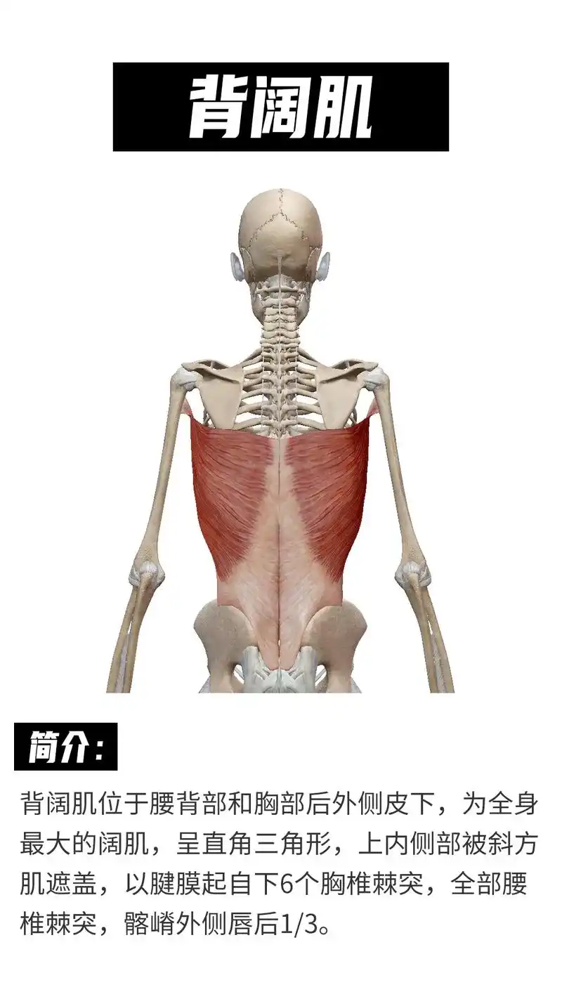 一起来学习#背阔肌 #运动康复 #肌肉解剖#解剖 - 抖音