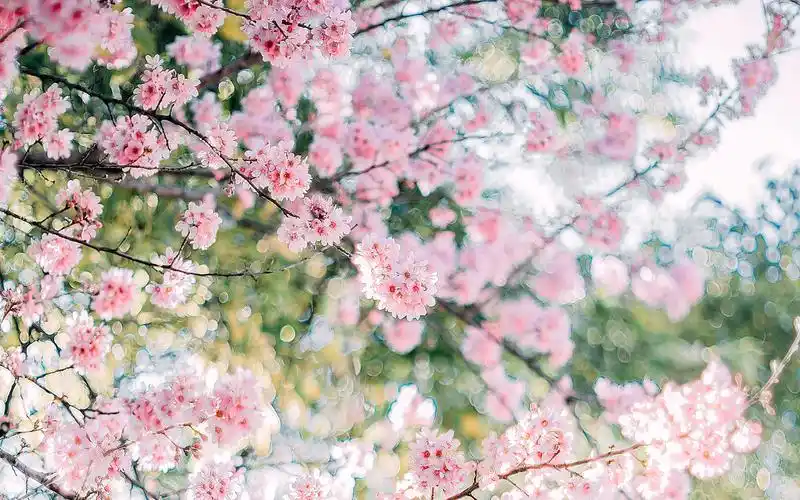 盛开的粉色樱花