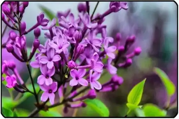 丁香花花语是什么谦虚朴雅寓意美好