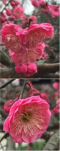 "南京照水朱砂"梅