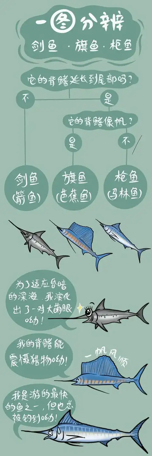 一图分辨剑鱼旗鱼枪鱼原创刘萍