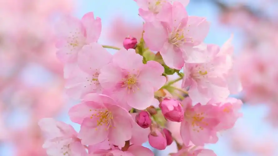 28m上传时间:2020-06-16壁纸标签:樱花桌面壁纸高清花卉特写照片壁纸