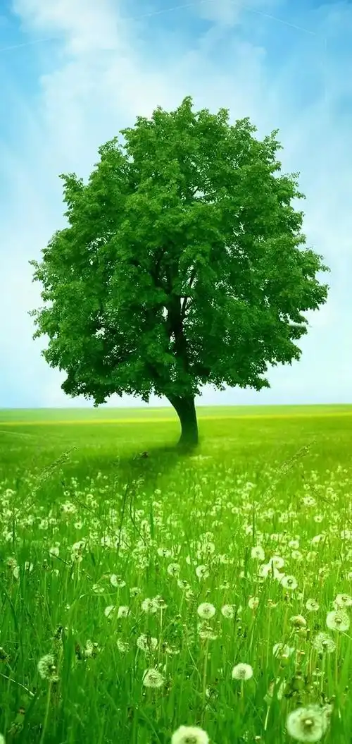 一片净土一片绿色养眼的风景