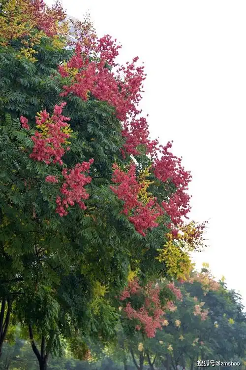 行道树新品种栾树